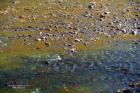 Ranch Lands British Columbia Canada Fraizer River